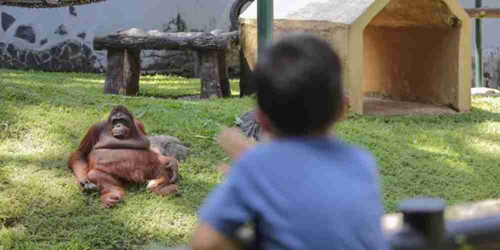 Salah satu primata di Taman Margasatwa Ragunan,  Jakarta, Selasa (3/5/2022).