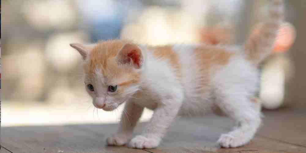 Apakah kucing putih benar-benar kalem? Simak penjelasan ilmiah tentang mitos kepribadian berdasarkan warna bulu.