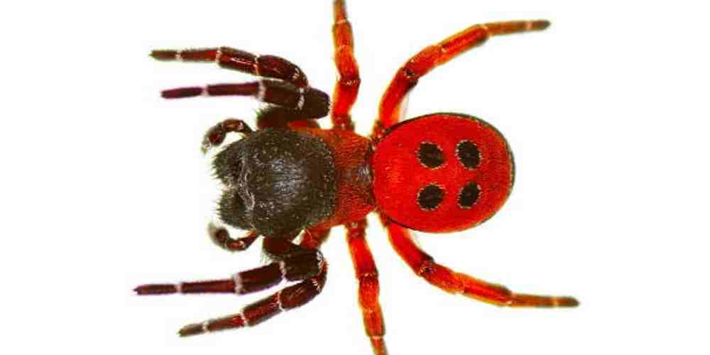 Ilustrasi Laba-laba Kepik Merah (Eresus Rubrocephalus)