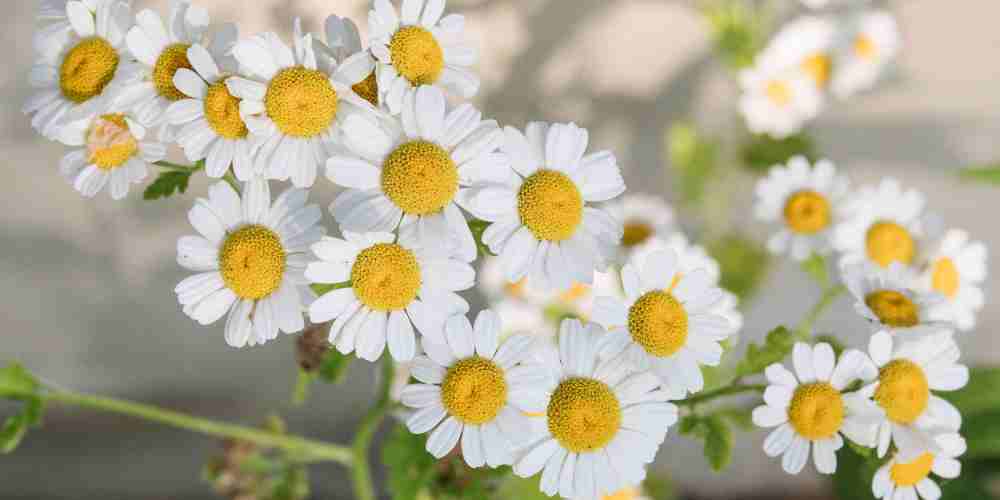 Chamomile bukan sekadar teh hangat, tapi tanaman herbal alami yang membantu menenangkan pikiran, meredakan kecemasan, dan membuat tidur lebih nyenyak