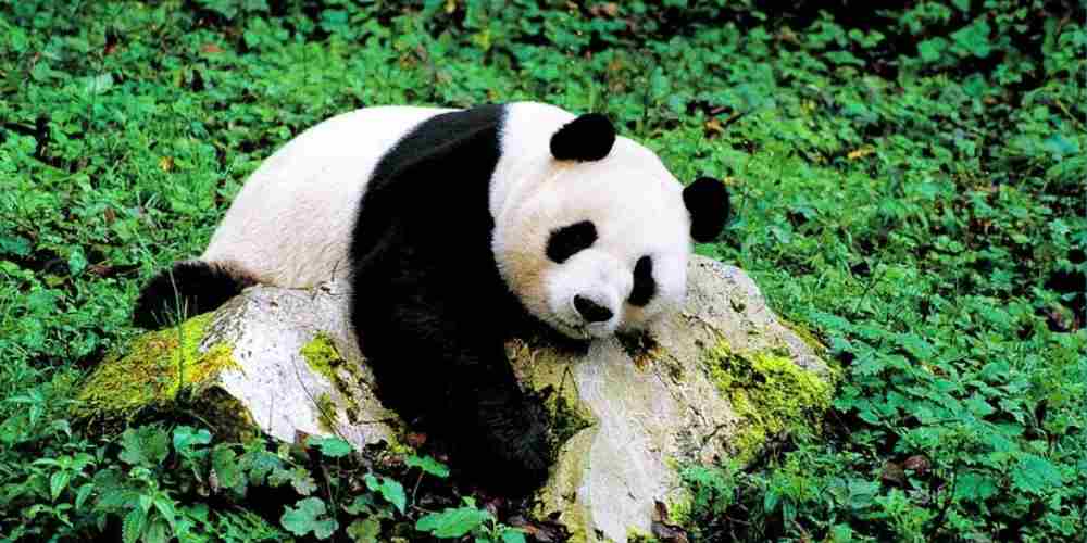 Panda raksasa bukan hanya lucu: hewan ini makan hampir hanya bambu, punya ibu jari tambahan, dan pola bulu yang unik sebagai kamuflase di alam bebas.