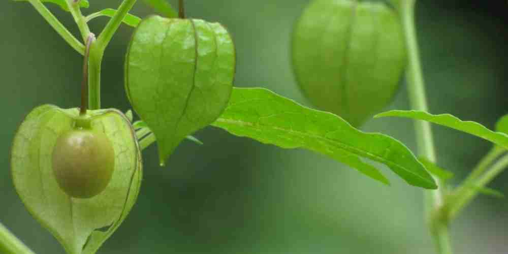 Ciplukan yang dulu sering dipetik gratis kini menjadi buah viral dan bernilai tinggi, menarik perhatian netizen di media sosial X.