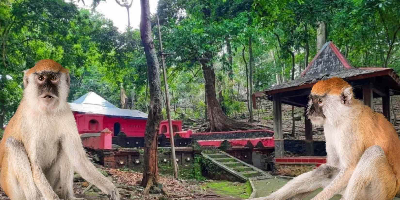Bukit Plangon di Cirebon bukan sekadar hutan hijau. Di sana sejarah dan legenda hidup berdampingan &mdash; dari makam tokoh Islam hingga cerita 99 monyet penjaga alam.