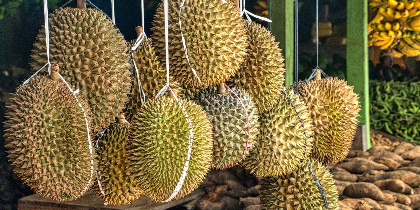 Cari durian berdaging tebal dan premium? Kenali karakter Musang King, Black Thorn hingga Monthong serta tips memilih durian matang berkualitas.