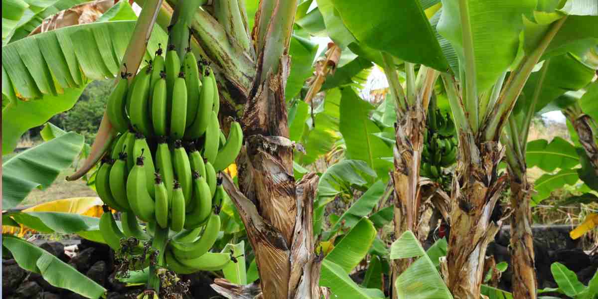 Selama ini dikira batang, ternyata cuma tumpukan pelepah. Fakta pohon pisang ini bikin banyak orang baru sadar meski tiap hari melihatnya.