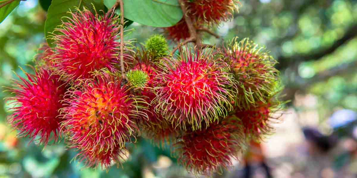 Rambutan bukan cuma manis di lidah, tapi juga penuh nutrisi yang bikin tubuh tetap sehat dan bertenaga