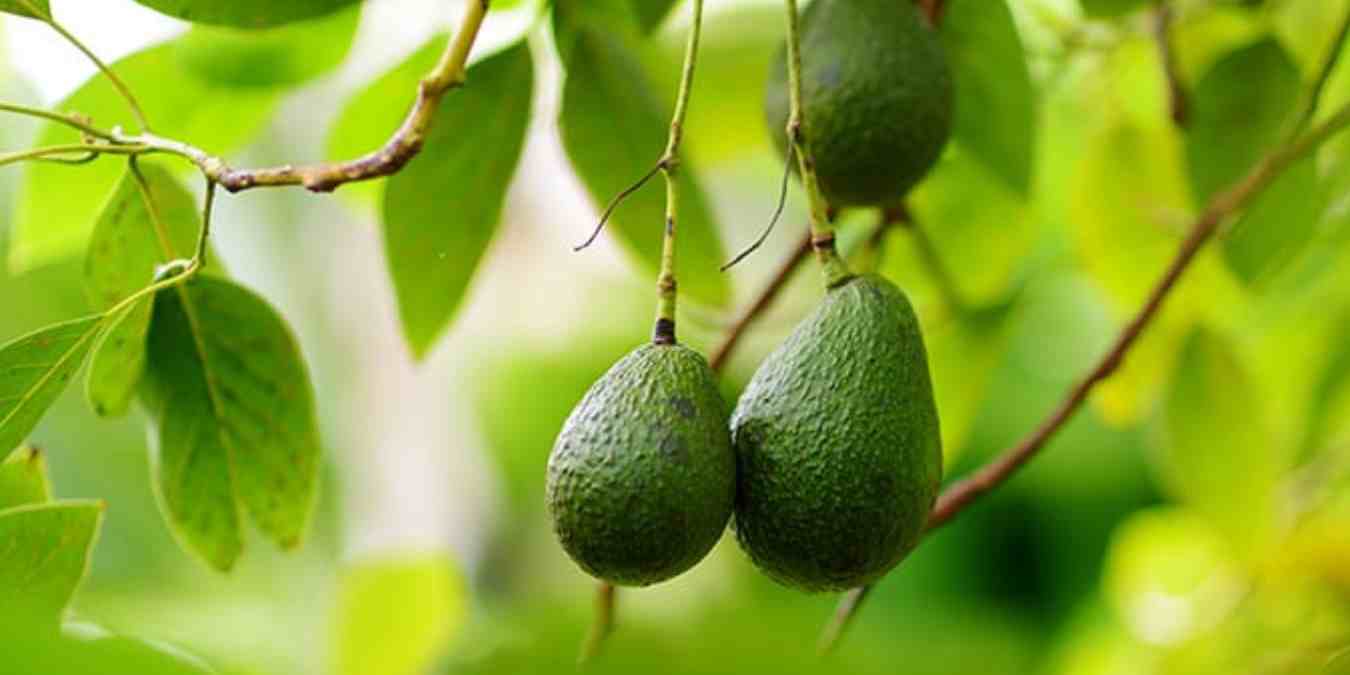 Daun alpukat sering dibuang, padahal punya potensi manfaat kesehatan dari bantu batu ginjal hingga kontrol gula darah.