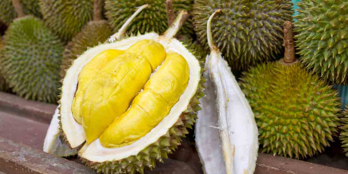 Beli durian tapi takut zonk?. Tenang, durian matang bisa dikenali tanpa harus dibuka! Mulai dari aroma, bunyi ketukan, sampai bentuk duri&mdash;semuanya ada triknya.
