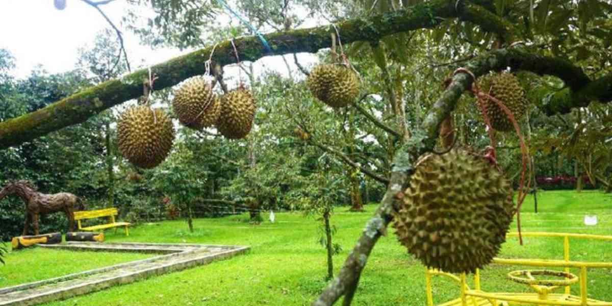 Dari pohon setinggi gedung sampai ke meja makan. Setiap durian punya cerita panjang&mdash;pantas kalau harganya bisa jutaan!