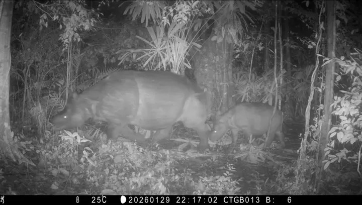 Seekor anakan Badak Jawa baru terekam kamera di TN Ujung Kulon.