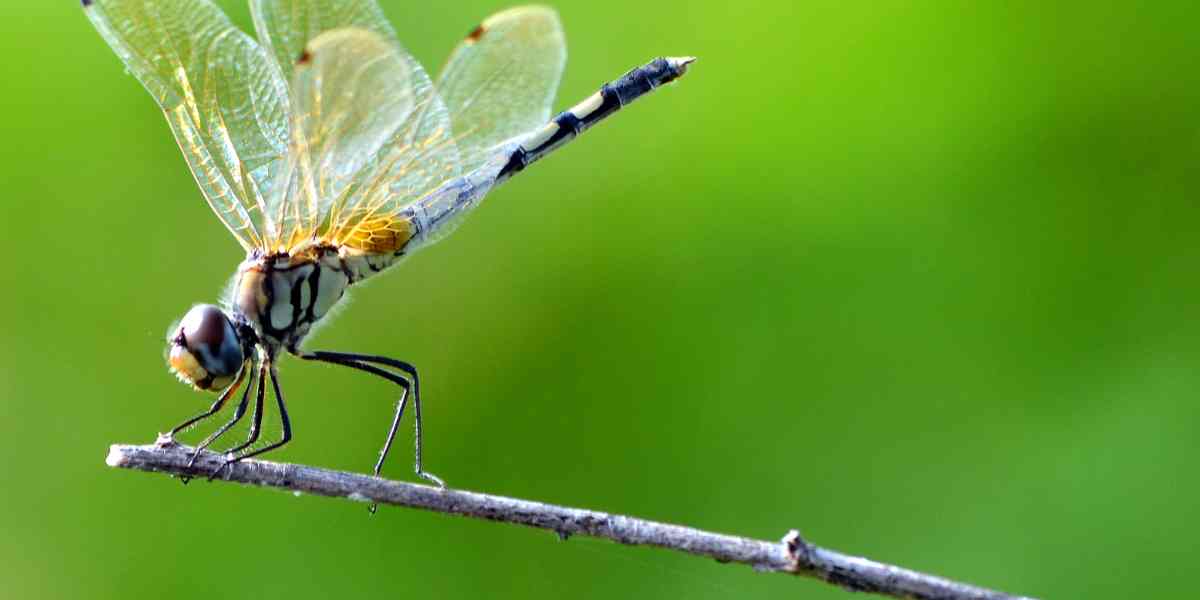 Capung bukan sekadar serangga indah, tetapi bioindikator alami yang menandakan kualitas air dan kesehatan ekosistem perairan.