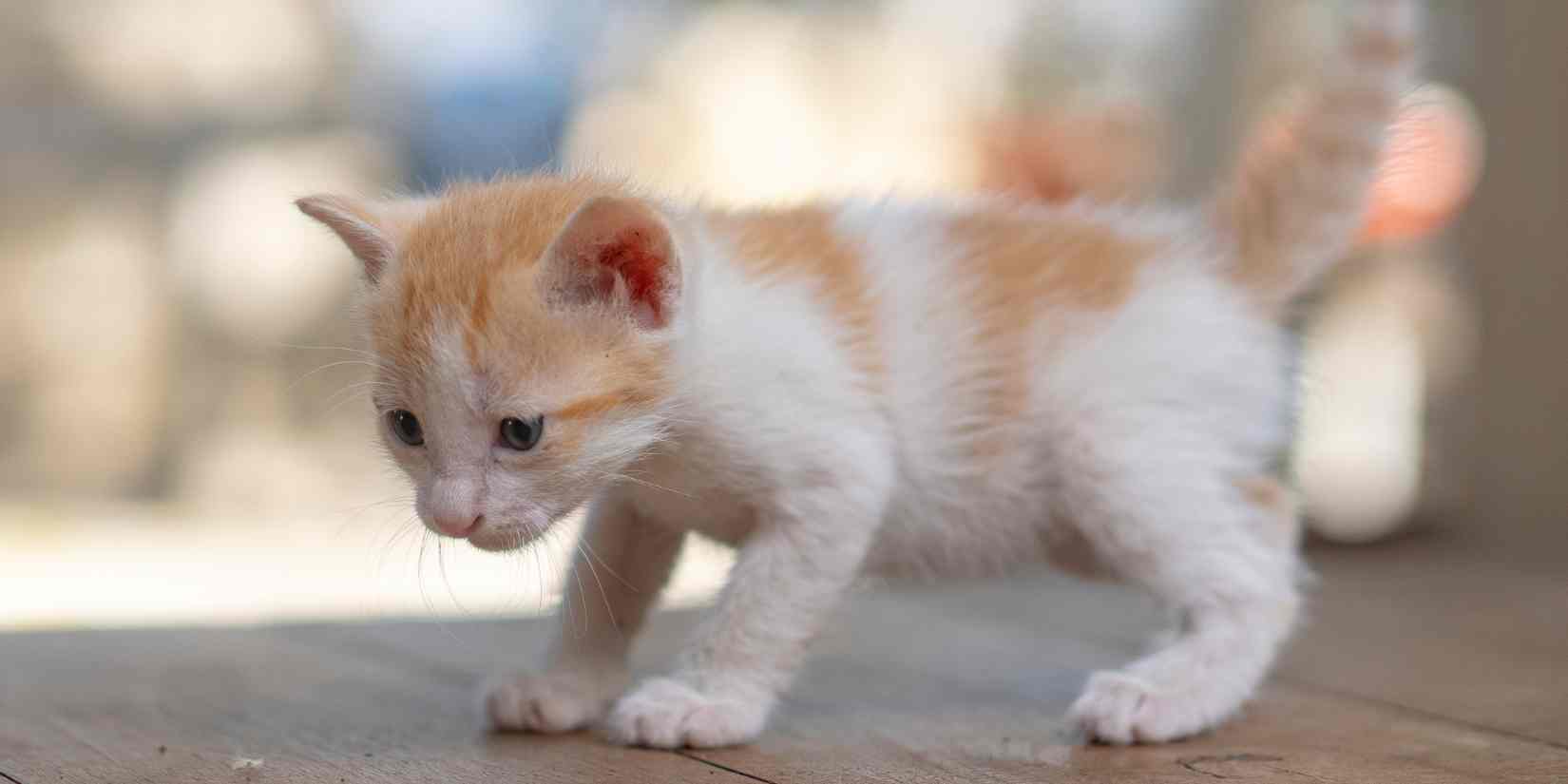 Sering tanpa sadar kita bikin kucing stres. Ini 8 hal yang ternyata dibenci kucing peliharaan. Sudah tahu semuanya?