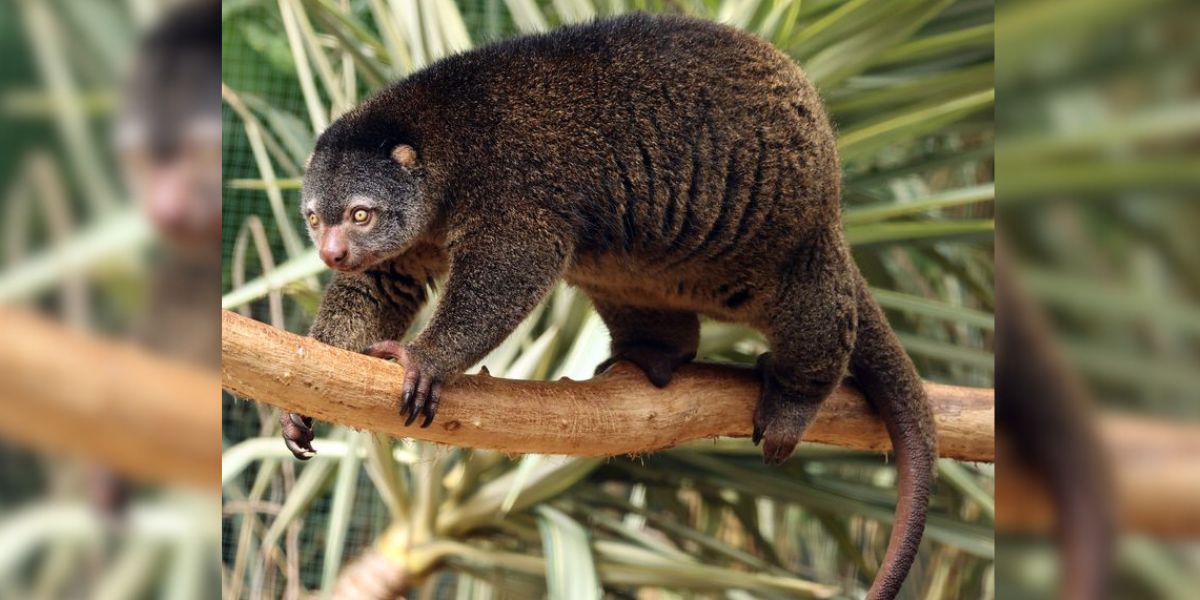 Kuskus beruang Sulawesi bukan sekadar satwa unik, tetapi simbol penting kelestarian hutan tropis yang kini makin terancam.