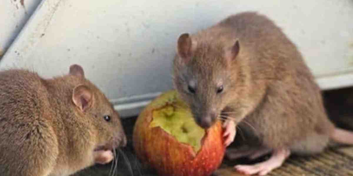 Tikus di kamar bisa merusak barang dan mengganggu tidur. Coba 6 cara alami ini untuk mengusir tikus tanpa racun berbahaya