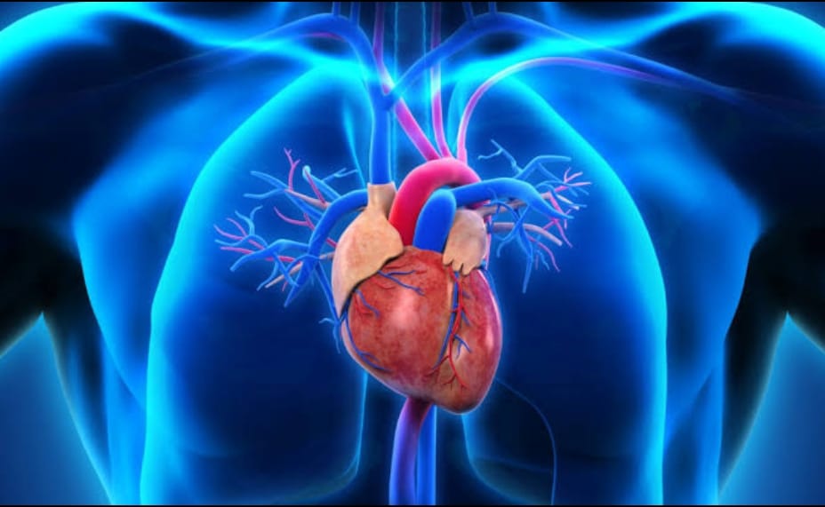 Meski kanker bisa menyerang hampir semua organ, jantung ternyata sangat jarang terkena kanker. Ini penjelasan ilmiah di balik fenomena tersebut