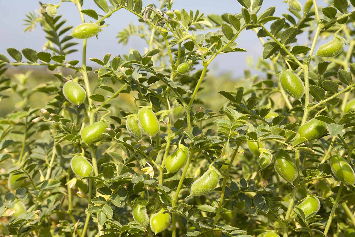 Kacang arab bisa tumbuh di &ldquo;tanah Bulan&rdquo;! Terobosan ini jadi langkah awal manusia bercocok tanam di luar angkasa