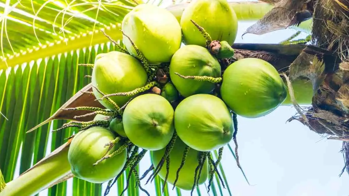 Kelapa kopyor kini jadi peluang usaha menjanjikan dengan panen rutin tiap bulan dan nilai jual tinggi bagi petani modern. (Sumber Foto: Freepik)