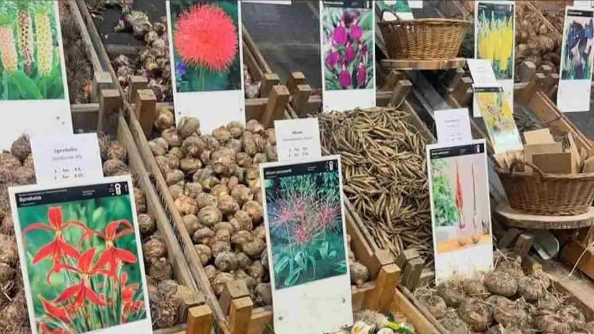 Di balik keindahan bunga tulip di Belanda, ternyata ada sistem penjualan unik dalam bentuk umbi yang lebih efisien dan praktis. (Instagram @infarm.id)