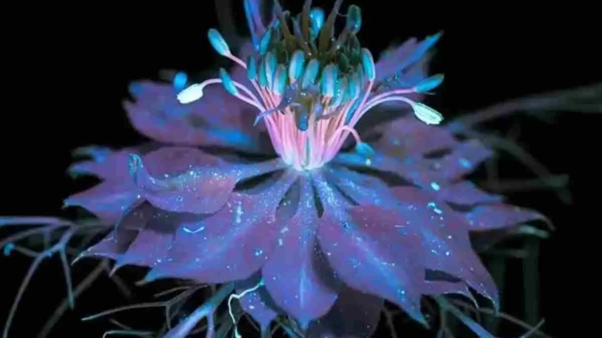 Di balik warna indahnya, bunga ternyata memiliki pola UV tersembunyi yang menjadi “petunjuk” bagi serangga penyerbuk. (Instagram @infarm.id)