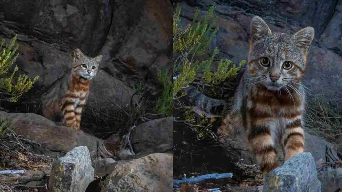 Kemunculan kucing colocolo di Chile menjadi pengingat pentingnya menjaga habitat satwa liar yang semakin terancam. (@official.indeed)