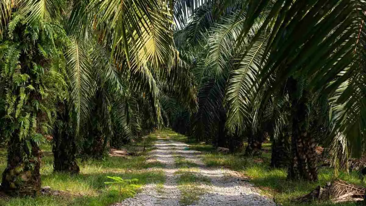 Ilustrasi kebun sawit (Sumber: Freepik)