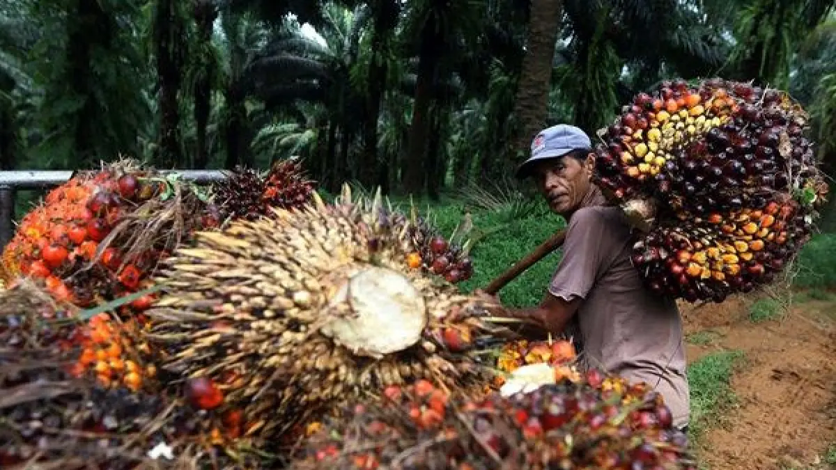 Petani sawit di Pesisir Selatan terancam rugi Rp 492 miliar per tahun akibat rendahnya harga TBS dan tingginya potongan timbangan pabrik. (Sumber Foto: Pinterest)