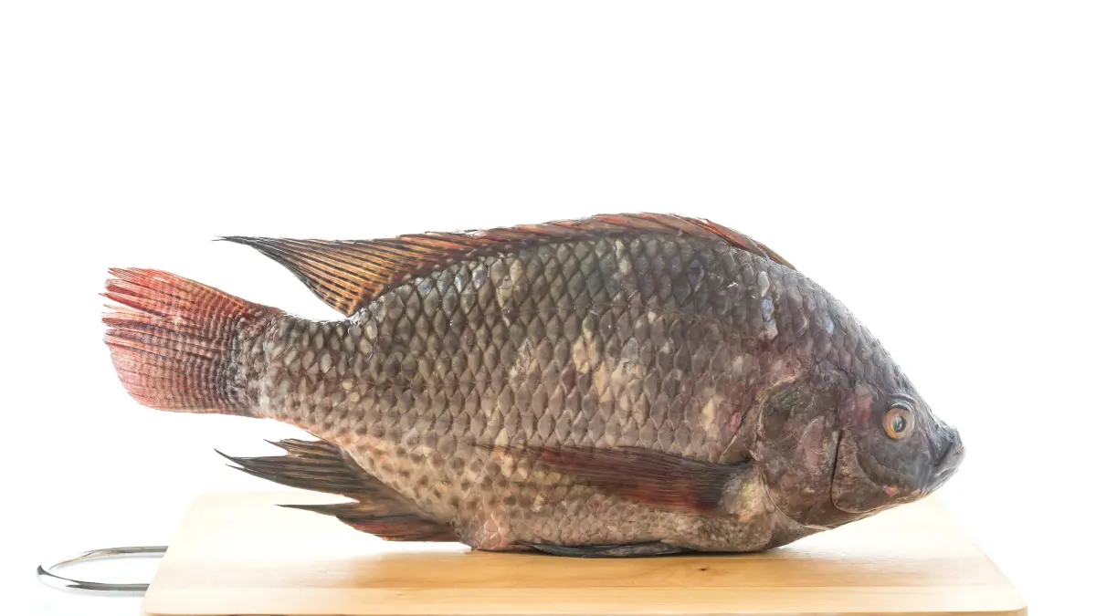 Dari jalanan ke kolam ikan—berani berubah, hasilnya bisa luar biasa. (Sumber Foto: Freepik)