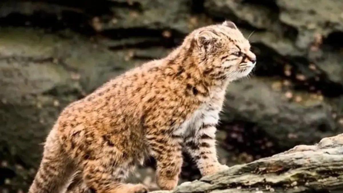 Kodkod, kucing liar mini dari Amerika Selatan, menghadapi ancaman kepunahan akibat aktivitas manusia. (Sumber: Instagram @cernafakta)