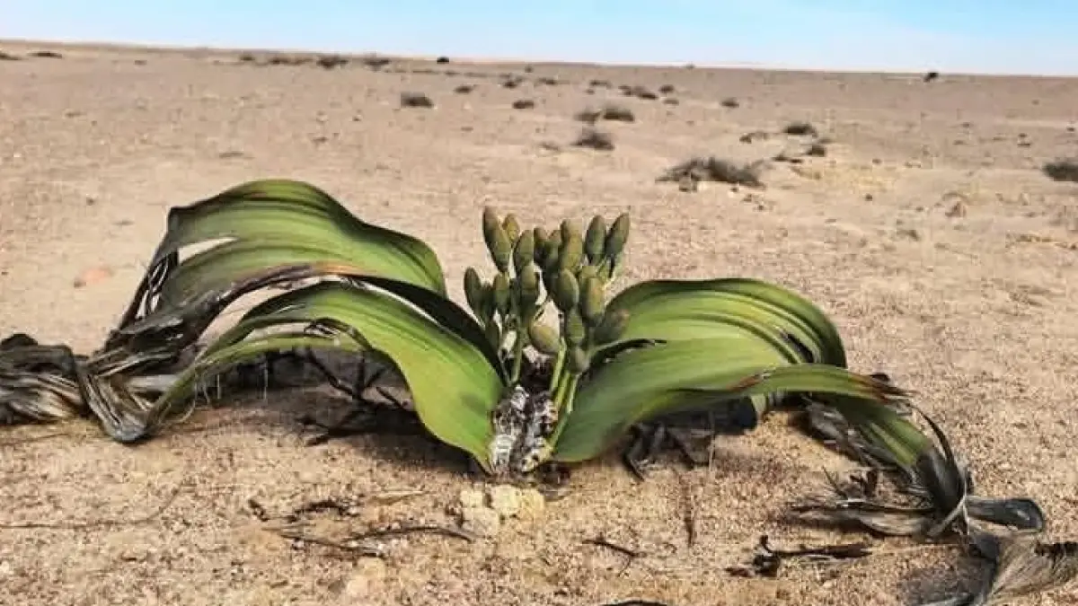 Cuma punya dua daun seumur hidup, tapi bisa bertahan ribuan tahun di gurun paling ekstrem. Welwitschia mirabilis benar-benar keajaiban alam yang bikin ilmuwan takjub. (Sumber: Instagram @infarm.id)