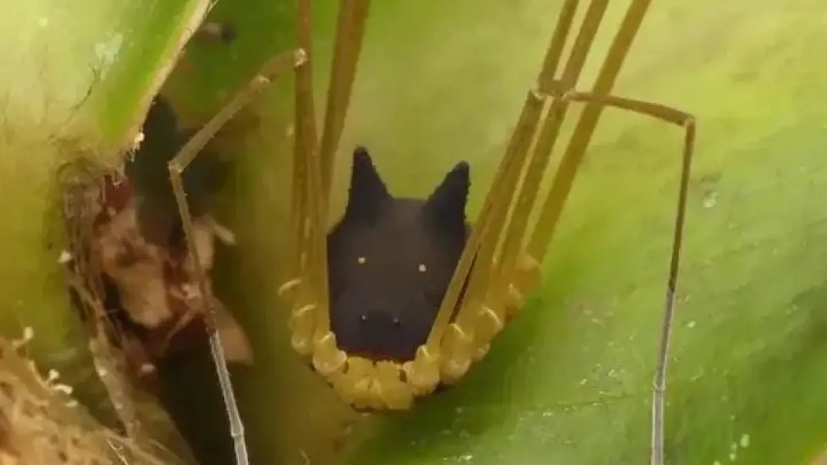 Sekilas mirip kepala anjing kecil berkaki laba-laba. Bunny Harvestman dari hutan Amazon ini jadi salah satu makhluk paling unik dan aneh di dunia. (Sumber: Instagram @zonapengetahuan.id)