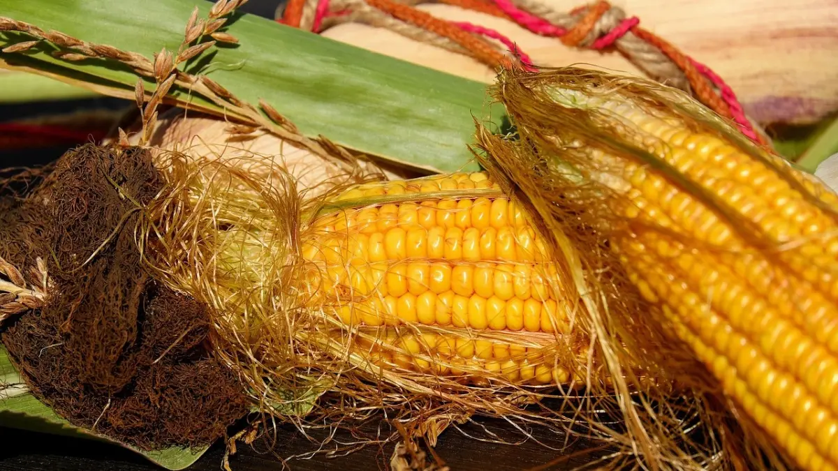 Siapa sangka rambut jagung bisa jadi sunscreen SPF 50?. Inovasi dosen UB ini sukses mengubah limbah pertanian menjadi produk skincare ramah lingkungan dan bernilai tinggi. (Ilustrasi jagung dan rambut jagung, Sumber: Pixabay)
