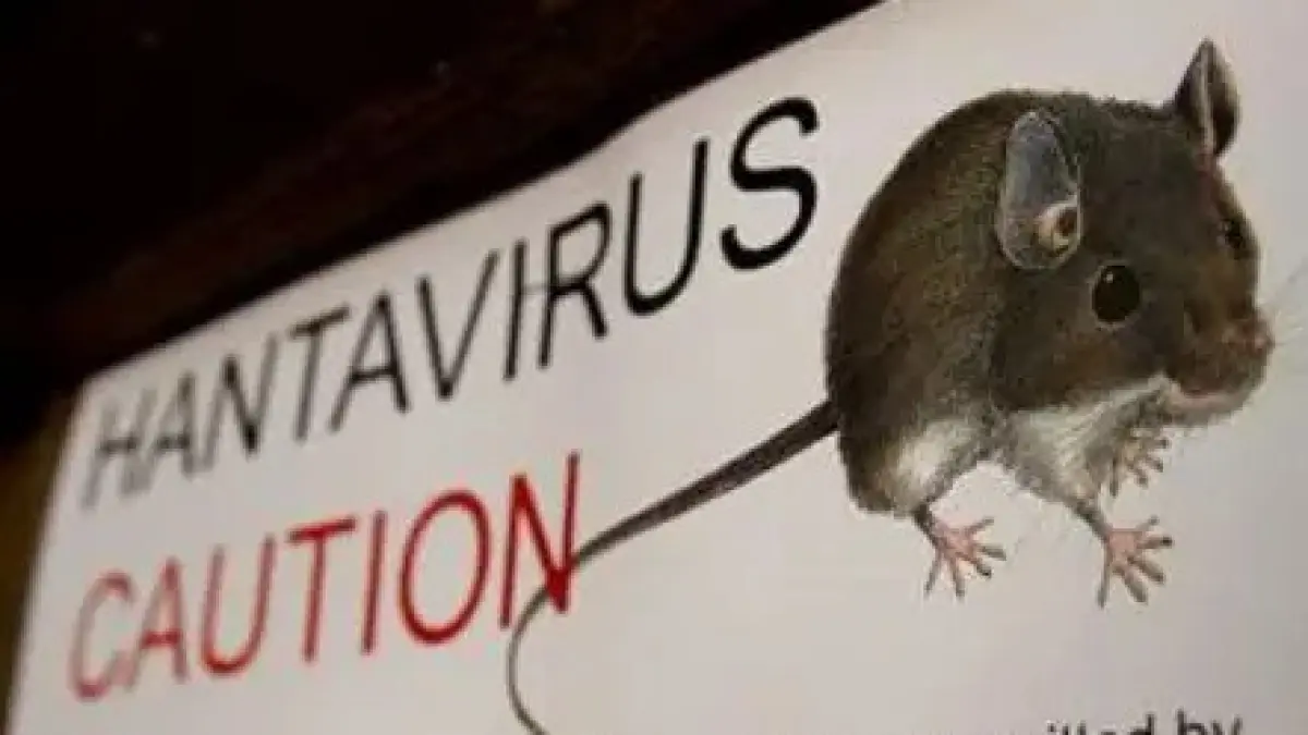 hantavirus, gejala hantavirus, hewan pembawa hantavirus, wabah hantavirus, penyakit dari tikus (sumber: BBC, hewan pembawa Hantavirus)