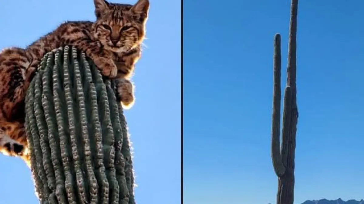Hal mustahil itu ternyata benar-benar dilakukan bobcat liar di Gurun Arizona demi menghindari predator. Banyak orang kira fotonya editan, padahal nyata terjadi di alam! (Sumber: Instagram @wowfact.id)