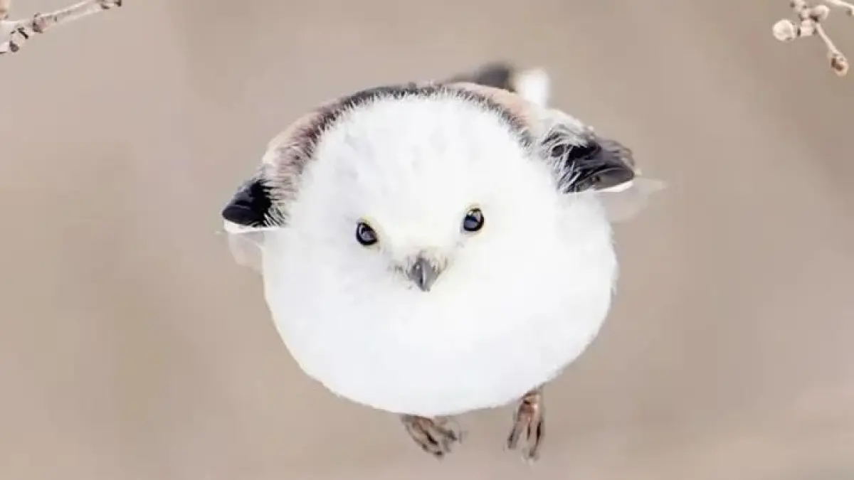 Namanya Shima Enaga, si “Peri Salju” dari Hokkaido yang viral karena wajah super imut dan tingkahnya yang bikin gemas. Tak heran banyak orang menyebutnya burung paling menggemaskan di dunia! (Sumber: Instagram @cernafakta)
