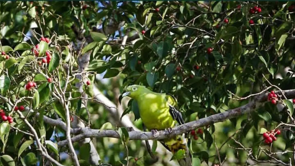 Perburuan liar dan hilangnya hutan membuat Merpati Hijau Timor berada di ambang kepunahan global. Jika tidak diselamatkan, dunia bisa kehilangan spesies langka ini selamanya. (Sumber: Instagram @mongabayindonesia)