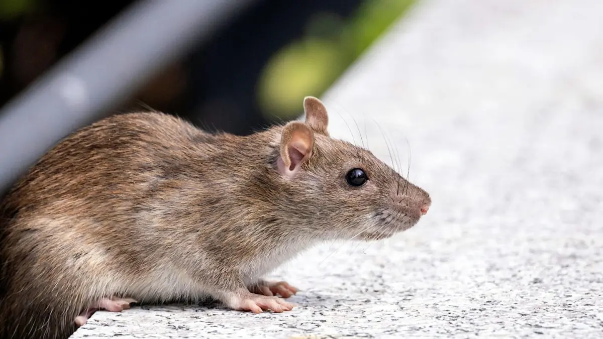 Tikus bukan cuma bikin rumah kotor, tapi juga bisa membawa hantavirus. Ternyata ada bahan alami sederhana yang bisa membantu mengusirnya. (Sumber Foto : Medical Xpress)