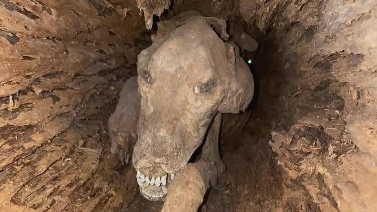 Seekor anjing pemburu ditemukan menjadi mumi utuh di dalam batang pohon oak setelah terjebak selama puluhan tahun. Kisahnya bikin merinding sekaligus takjub. (Sumber: Instagram @marikitaungkap0