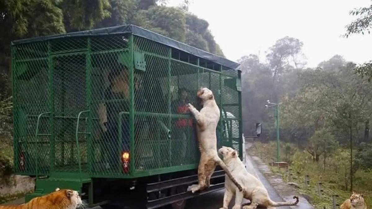 Bukan hewannya yang dikurung, justru manusia yang masuk sangkar besi saat berhadapan langsung dengan singa dan harimau (Sumber: Instagram @pitravelers_idn)