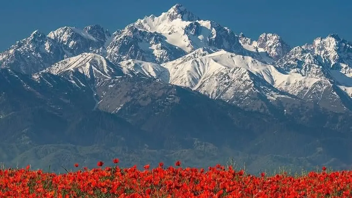 Lautan bunga merah bermekaran di kaki Pegunungan Almaty setiap Mei, menciptakan panorama bak lukisan hidup yang bikin siapa pun terpukau. (Sumber: Instagram @infarm.id)