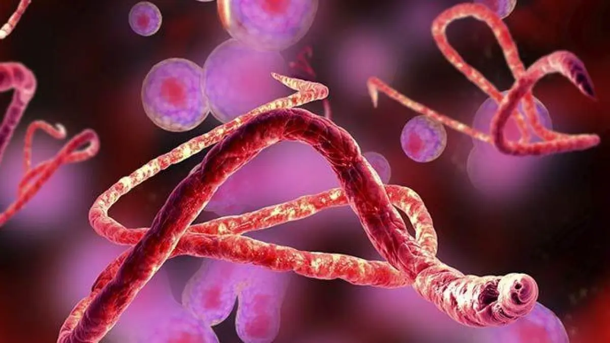 Thailand mulai siaga menghadapi ancaman Ebola. Semua pendatang dari Kongo dan Uganda kini wajib menjalani karantina 21 hari demi mencegah penyebaran virus mematikan tersebut. (Ilustrasi Virus Ebola, Sumber Foto: Pinterest)