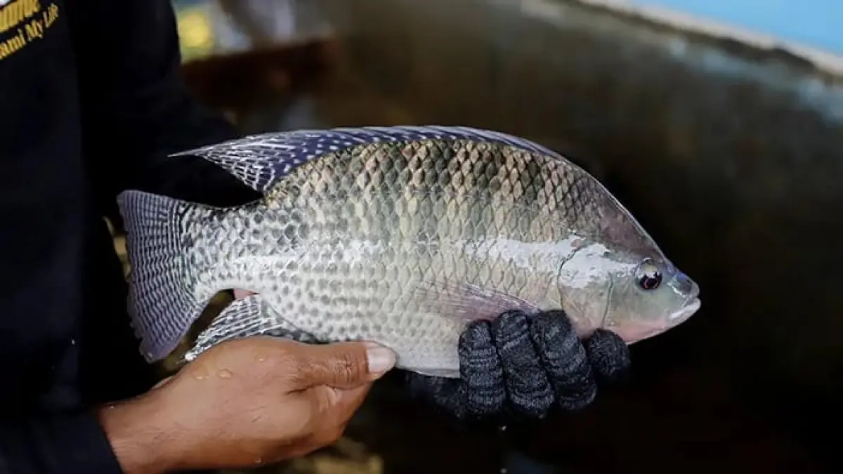 Ilustrasi ikan nila. (Istimewa)