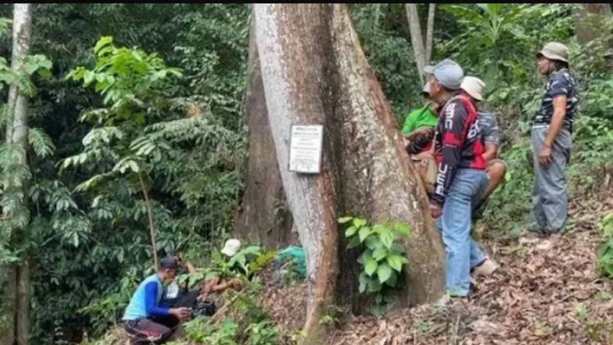 Selama ini kemenyan putih identik dengan Sumatera. Namun siapa sangka, ratusan pohon kemenyan putih berusia lebih dari satu abad ternyata tumbuh alami di hutan Nganjuk. Penemuan langka ini disebut sebagai harta karun hayati yang berpotensi bernilai ekonomi tinggi (instagram.com/@nganjuk)