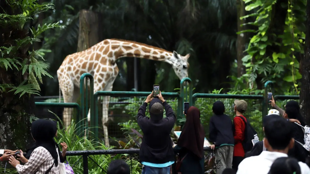 Kabar seru untuk warga Jakarta! Dalam rangka HUT Jakarta ke-499, Ragunan membuka tiket masuk GRATIS pada tanggal tertentu dan menyiapkan kuis berhadiah untuk pengunjung. Tak hanya itu, Night Zoo juga direncanakan kembali hadir untuk memeriahkan perayaan. (Dery Ridwansah/ JawaPos.com)