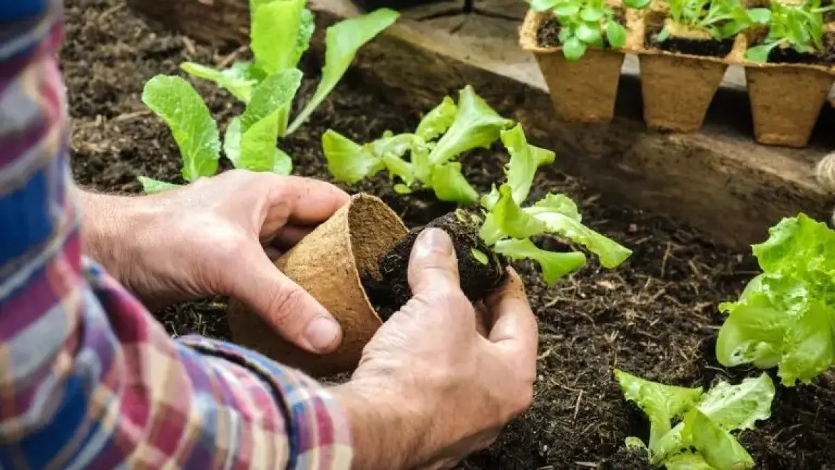 Menanam cabai, tomat, hingga sayuran di halaman rumah kini menjadi kegiatan favorit banyak bapak-bapak. Bukan hanya soal panen, berkebun ternyata memberikan manfaat kesehatan dan kebahagiaan yang tidak disangka-sangka. (ilustrasi)