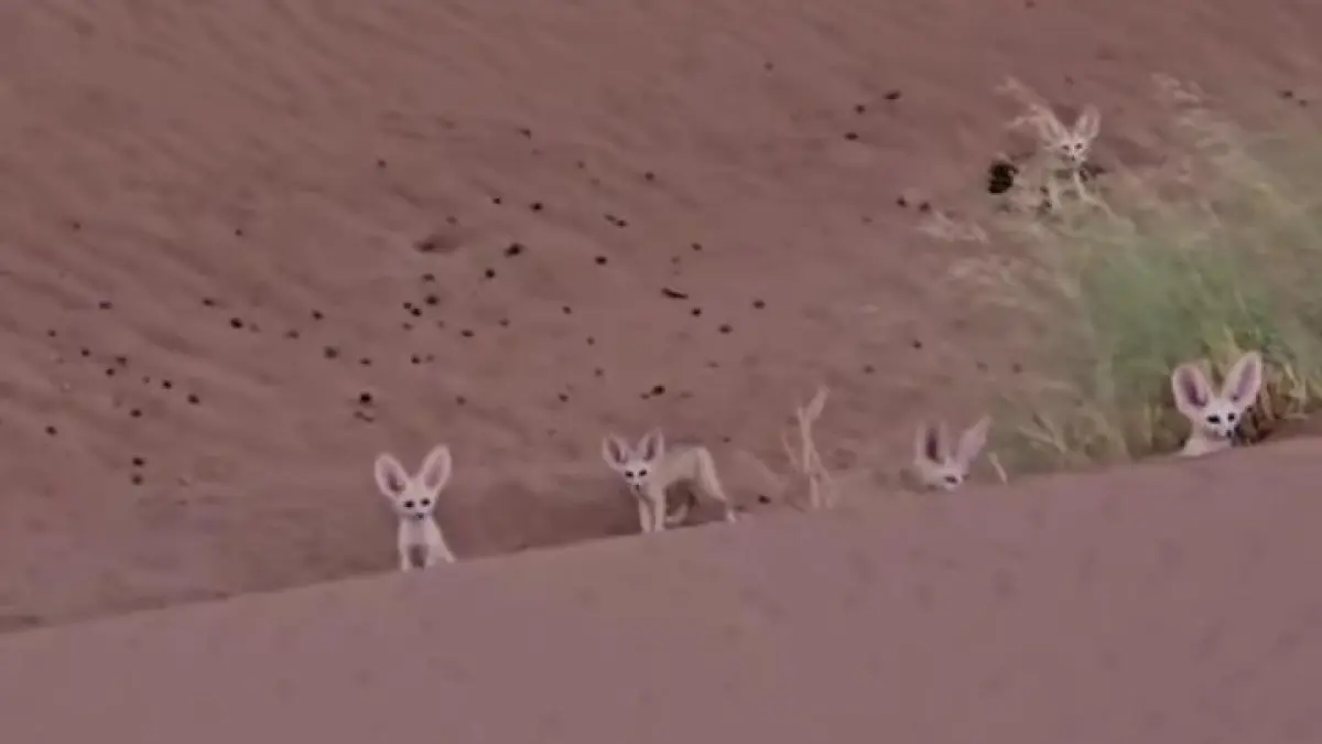 Sekilas terlihat seperti karakter kartun yang menggemaskan, tetapi rubah fennec memiliki kemampuan luar biasa untuk bertahan hidup di salah satu tempat paling ekstrem di Bumi. Telinganya yang besar ternyata menyimpan fungsi yang mengejutkan! (instagram.com/zonapengetahuan.id)