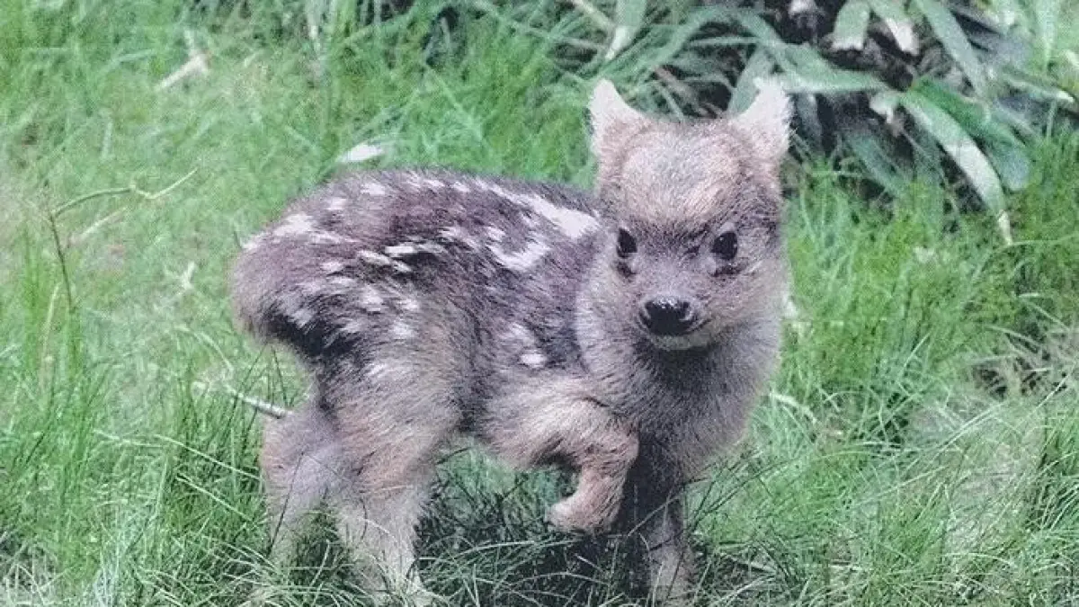 Sekilas terlihat seperti anak rusa, padahal hewan ini sudah dewasa. Inilah pudu, spesies rusa terkecil di dunia yang kini mulai terancam punah. (Sumber: Instagram @seputar.netizen)