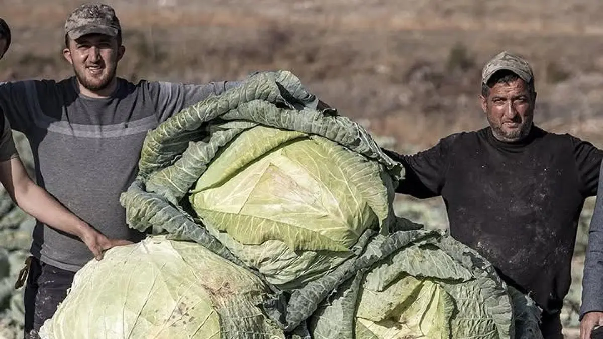 Bukan hasil rekayasa genetik, kubis raksasa seberat lebih dari 50 kilogram ini tumbuh dari benih lokal warisan petani Turki. (Sumber: Instagram @infarm.id)