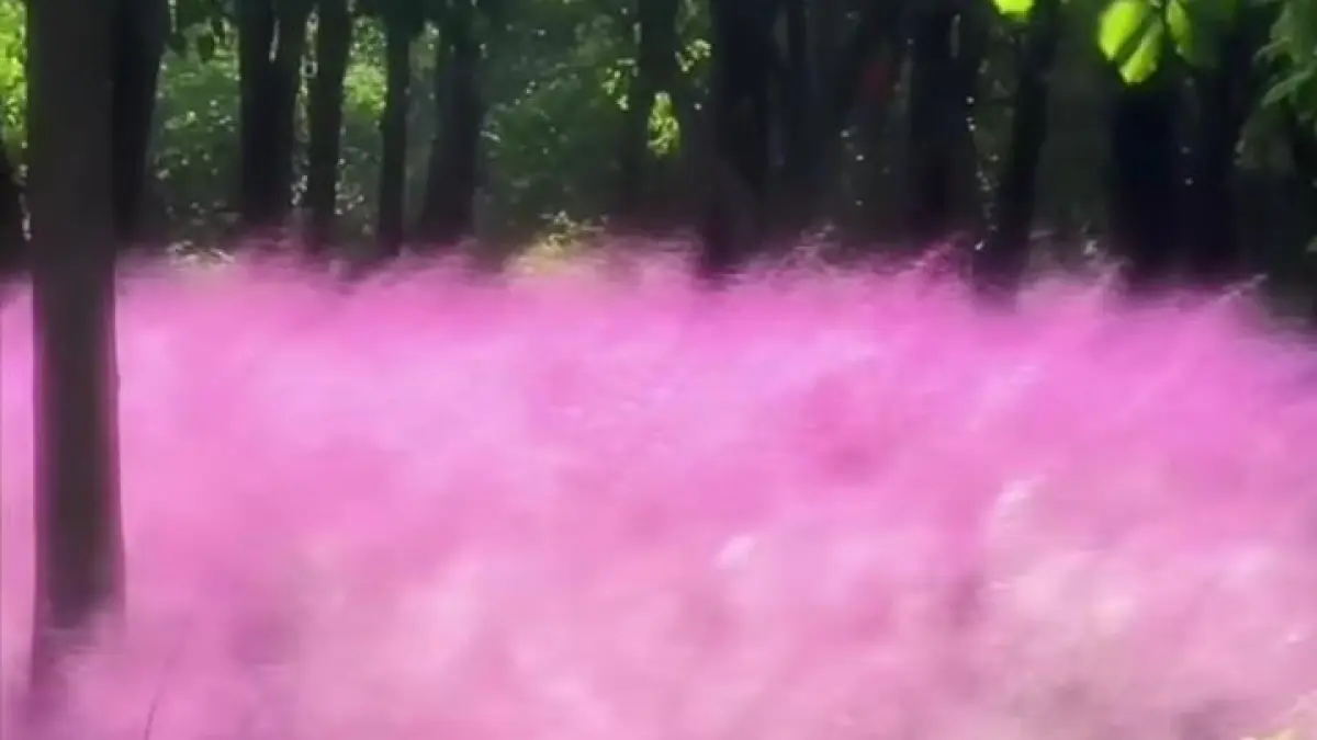 Hamparan Pink Muhly Grass tak hanya memanjakan mata dengan warna merah mudanya, tetapi juga berperan menjaga ekosistem dan menjadi rumah bagi berbagai satwa kecil. (Sumber: Instagram @nettfeed)