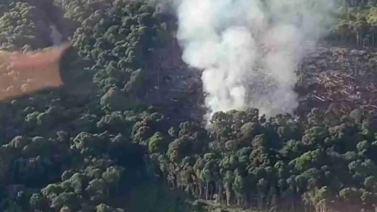 Rekaman udara yang dibagikan Chanee Kalaweit memperlihatkan kepulan asap di kawasan hutan Muara Teweh dan memicu perhatian luas. Dugaan kebakaran hutan kembali mencuat di tengah musim kemarau, sementara pegiat lingkungan mendesak investigasi dan langkah cepat untuk mencegah kerusakan yang lebih besar. (Sumber: Instagram @folkkalteng)