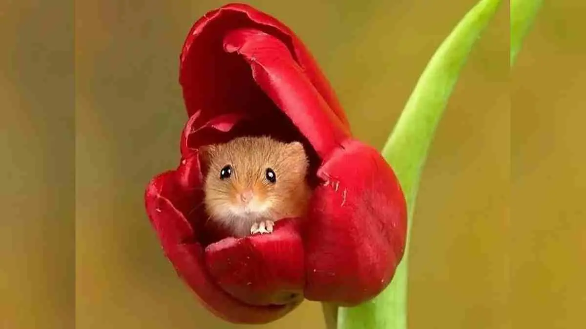 Sekilas terlihat seperti adegan dalam film animasi, tetapi ini benar-benar terjadi. Tikus ladang diketahui sering tertidur di dalam kelopak bunga setelah beraktivitas. Di balik tingkahnya yang menggemaskan, ternyata tersimpan strategi cerdas untuk menghindari predator dan bertahan hidup di alam liar. (Sumber: Instagram @unicafact)